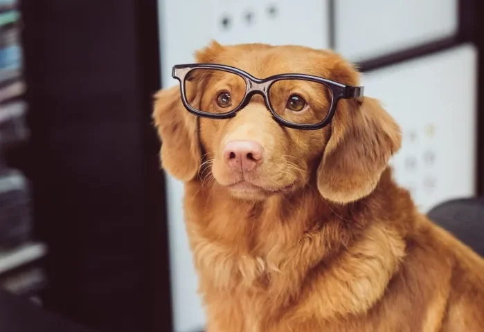If you're wondering how to become a freelance recruiter our 'blog dog' will guide you through the 15 steps to get started.