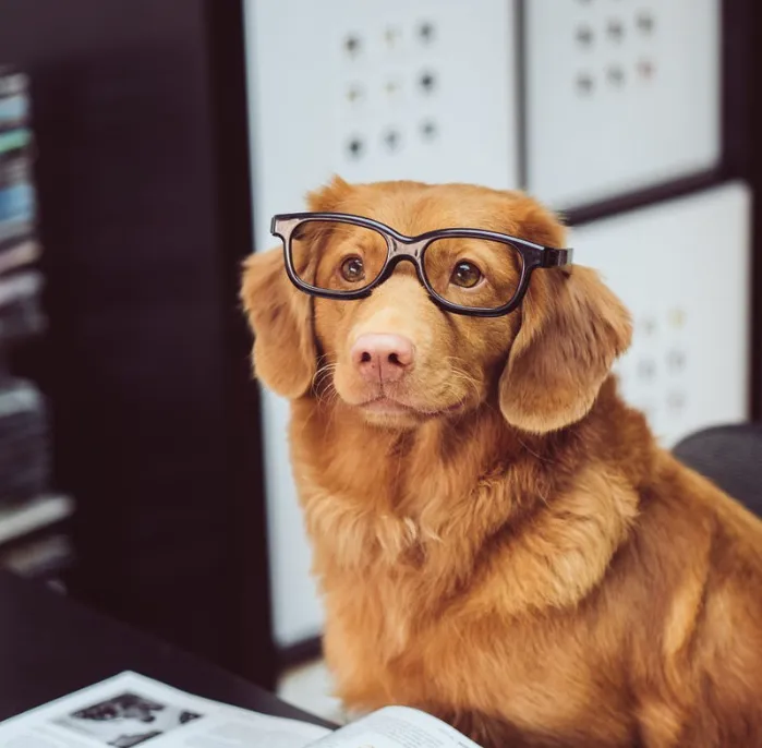 If you're wondering how to become a freelance recruiter our 'blog dog' will guide you through the 15 steps to get started.