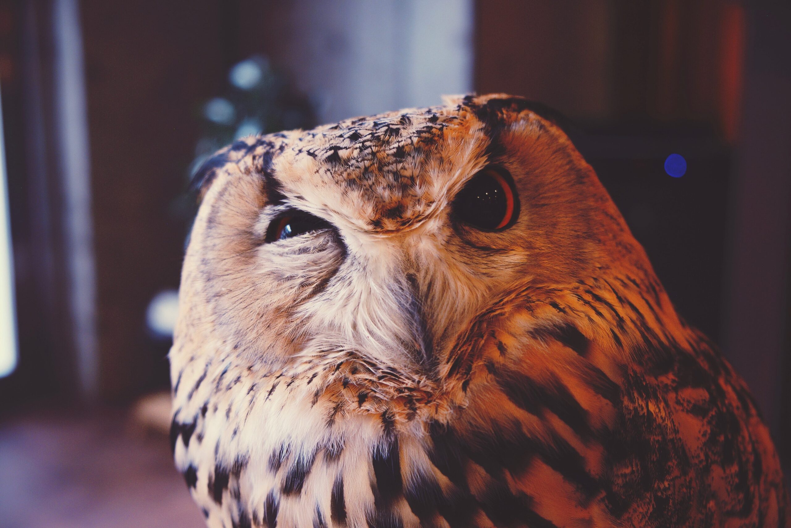 An image of a curios owl for the blog - How much is LinkedIn Recruiter?