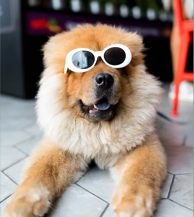 Image of a dog for the blog called How to sell recruitment services which provides insight on how to win clients in recruitment.
