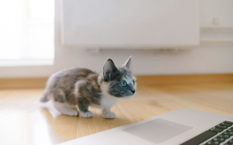 Kitten looking at apple laptop for the blog title recruitment technology.