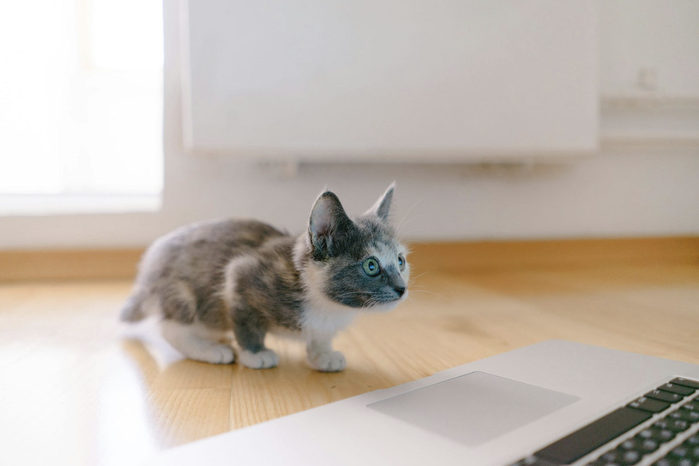 Kitten looking at apple laptop for the blog title recruitment technology.
